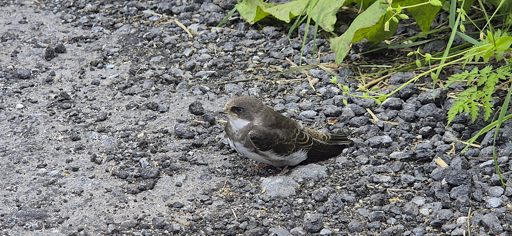 A sand martin (norsk: sandsvale) sitting next to the road