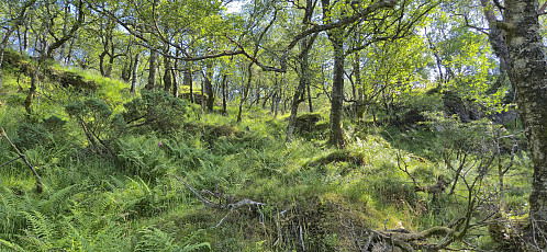The first part of the off-trail ascent to Gaddanuten
