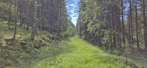 Old tractor road to Skora