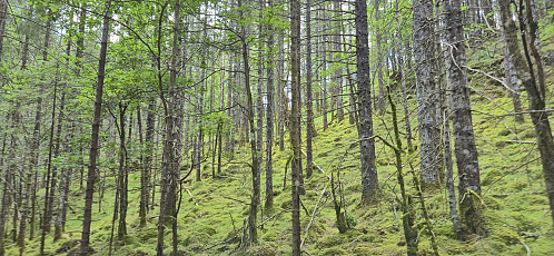 Off-trail to Skora