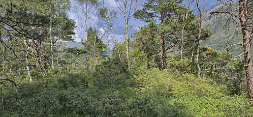Straumsrinden