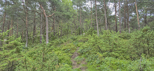 A flatter part of the ascent route