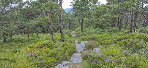 The much nicer trail used for the descent