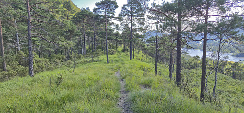 One of the better parts of the trail/animal track in the way to Ulvvatnet