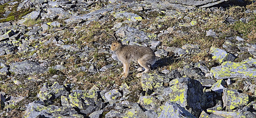 The only other "hiker" I met between Nedre Skor and Kårdal Fjellstove :)