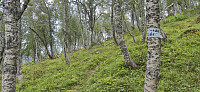 The weak trail from Øvstetuftene
