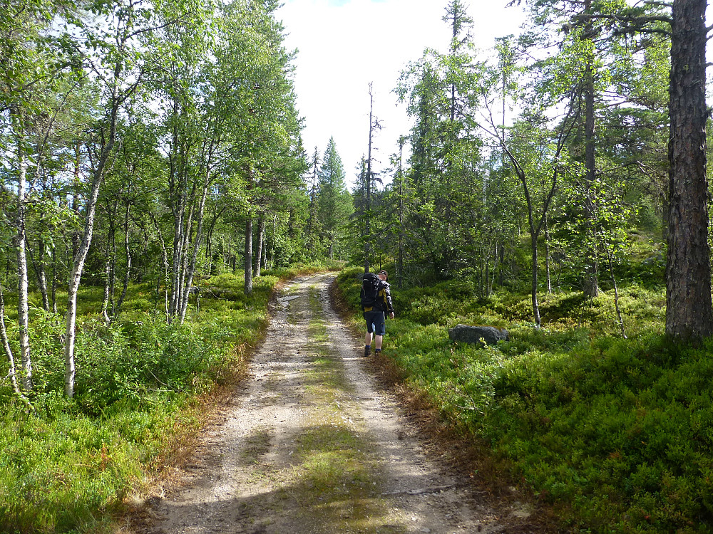 Traktorvegen oppover ca 1 km, litt blåbær her og der