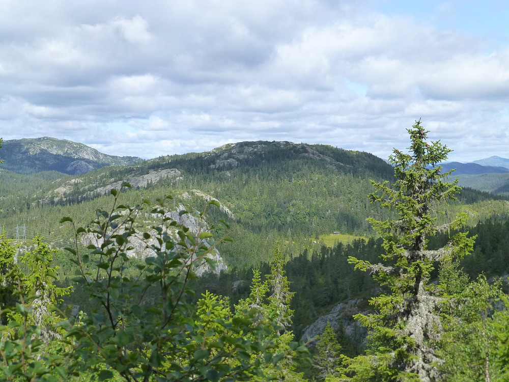 Gullnesnuten