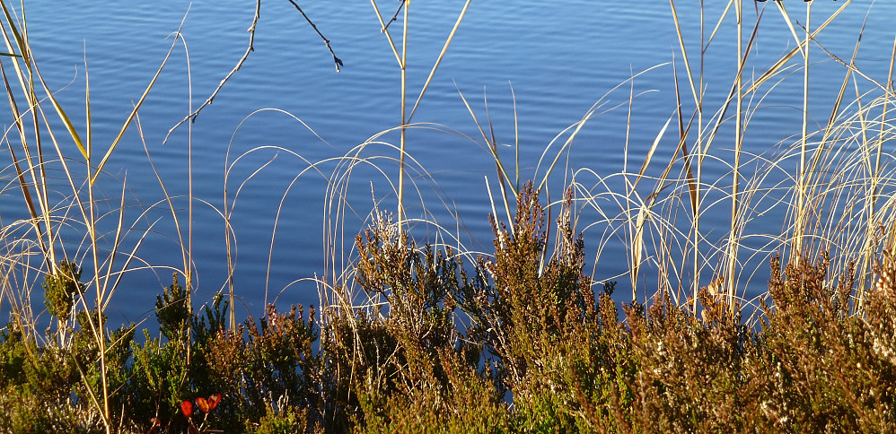 Fine strå i vannkanten på Gulnostjønn