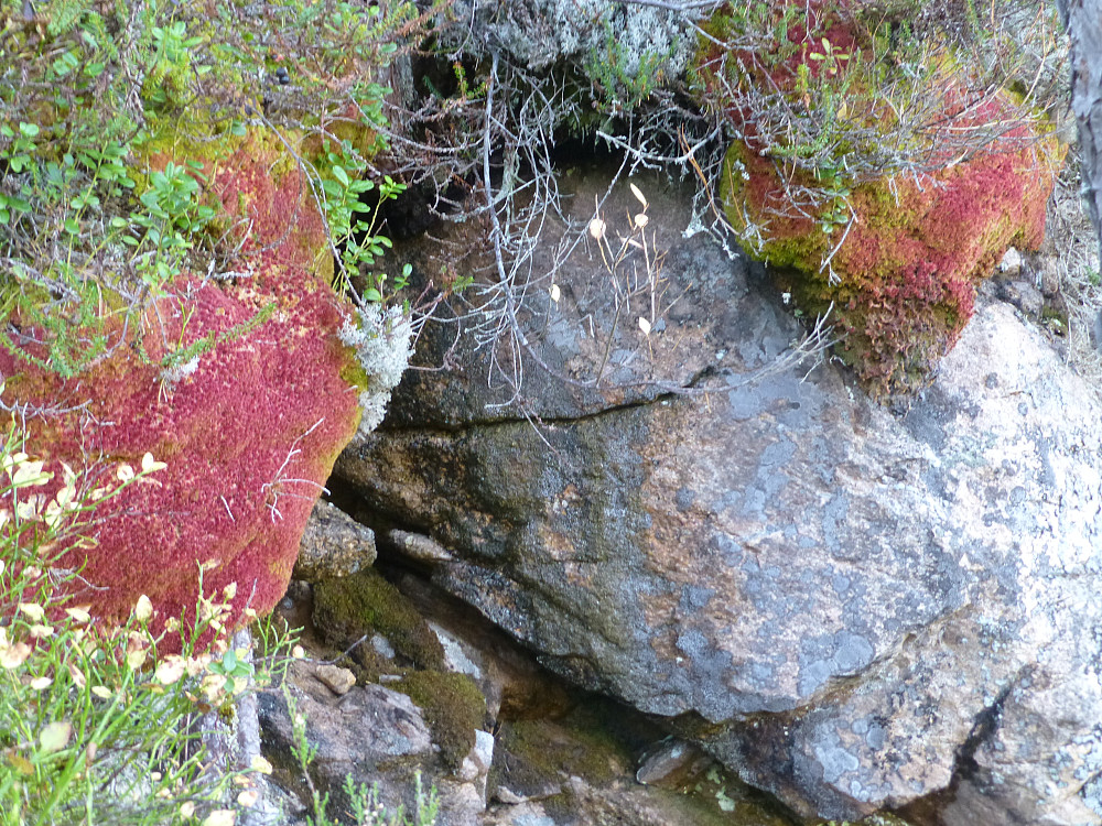 Mange fine puter med rød torvmose i lia