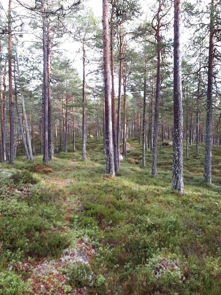 Fint skogsterreng før toppen