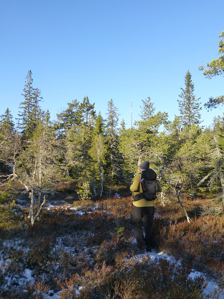 Skogsterrenget stien går i oppover
