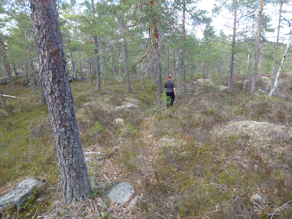Fin furuskog å gå i