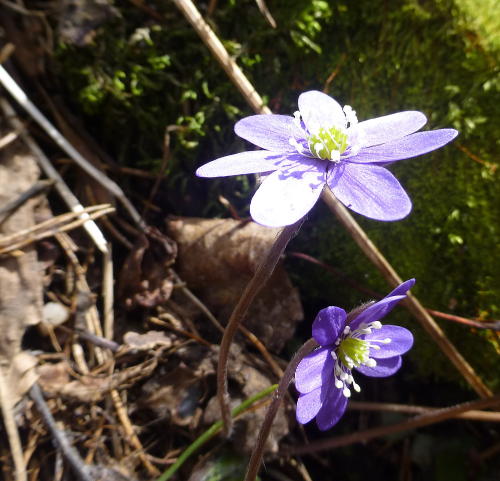 Blåveis i solen