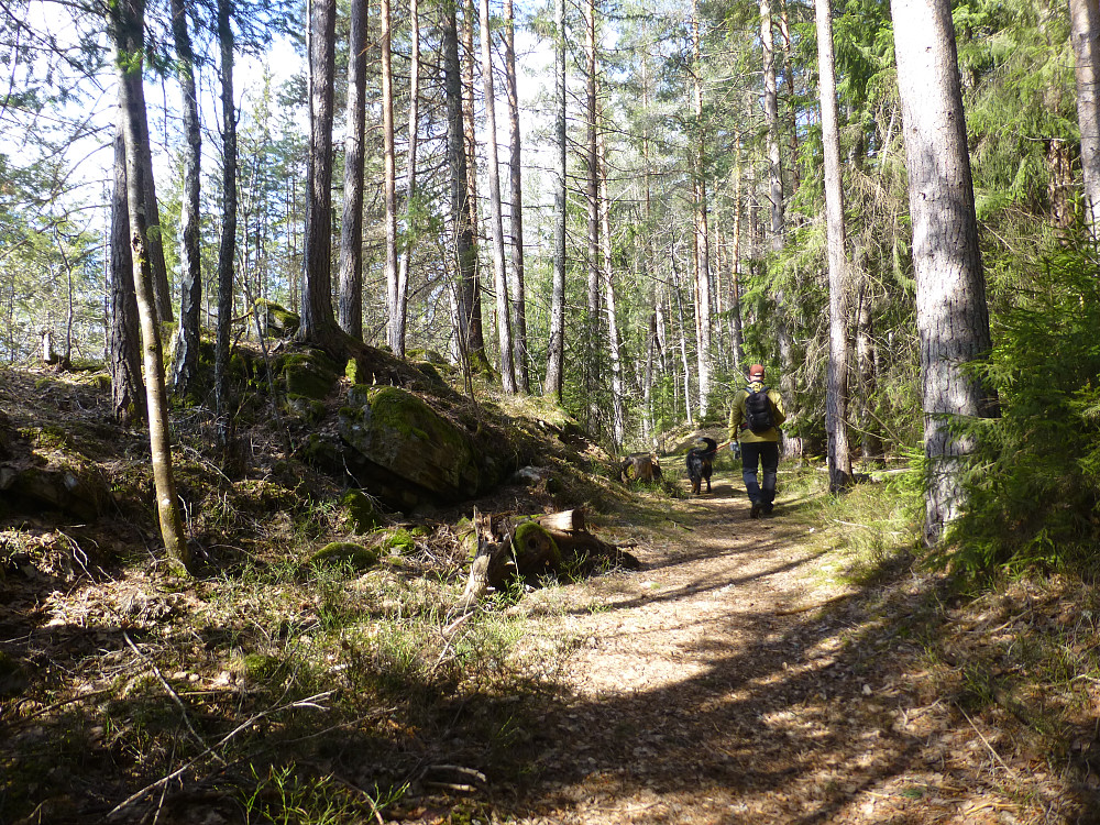 Fint sti å gå på i skogen