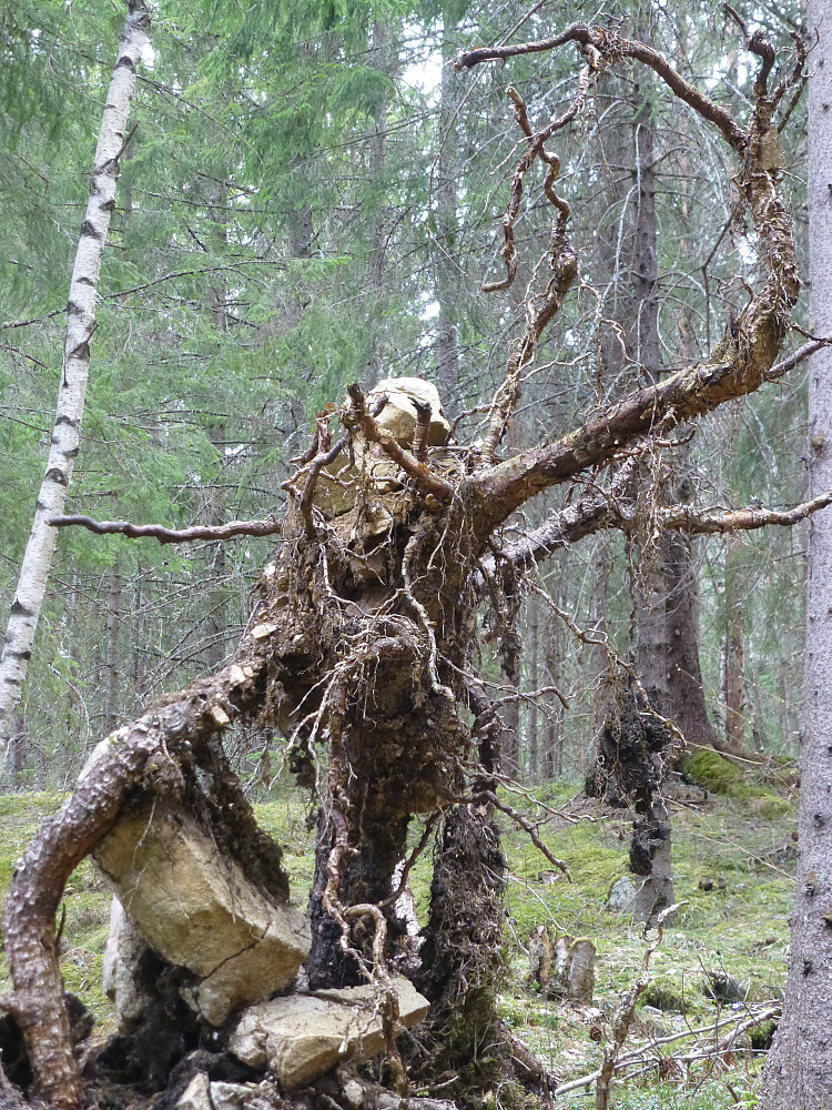 Et vesen dukket opp ved stien