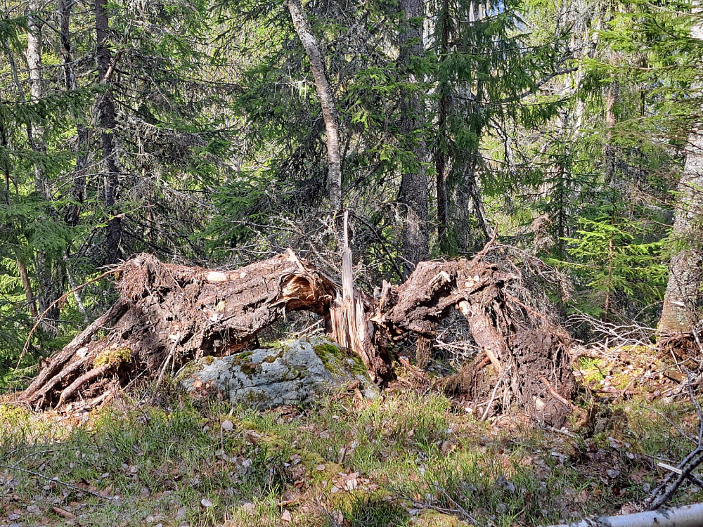 Fuglen Fønix som har oppstått fra jordens indre