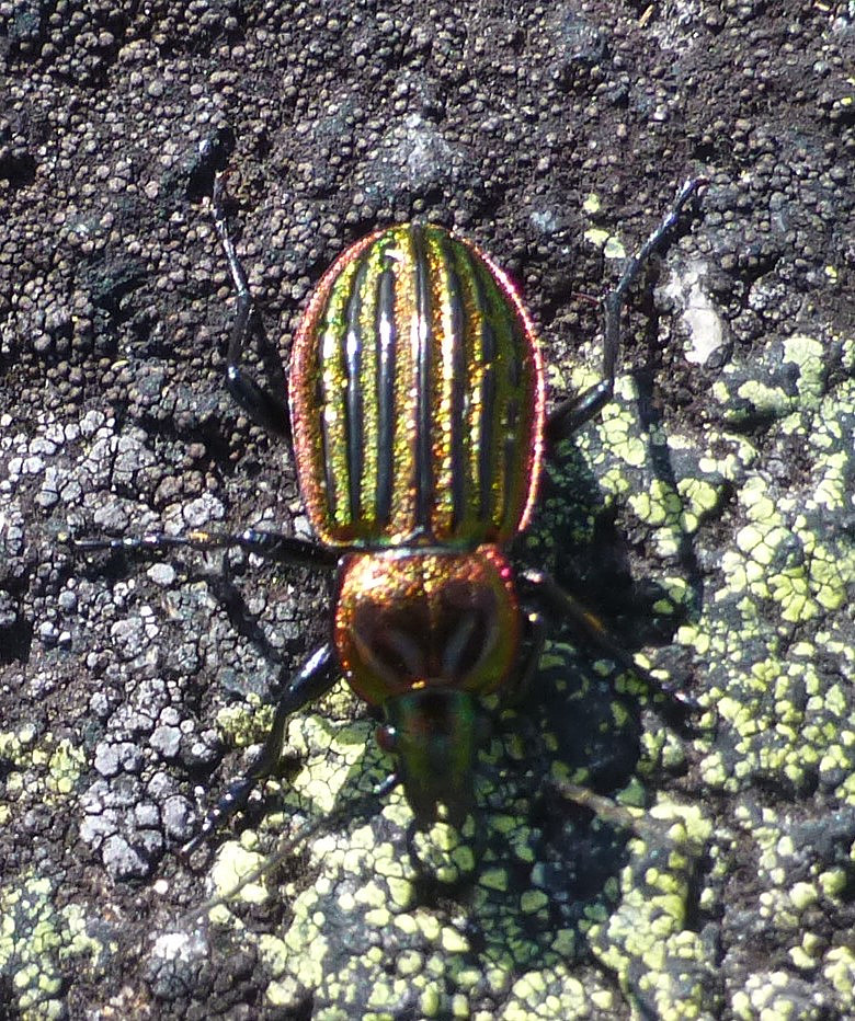 Carabus nitens, en meget glansfull bille, ikke var den vanlig heller, ikke norsk navn, men den kunne løpe veldig raskt, så ikke lett å ta bilde av