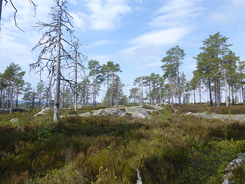 Toppområdet