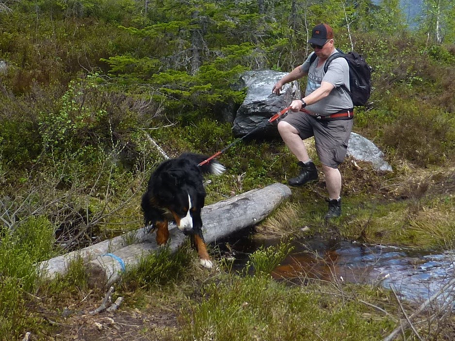 Øyvind og lånehunden Bonnie over bekken