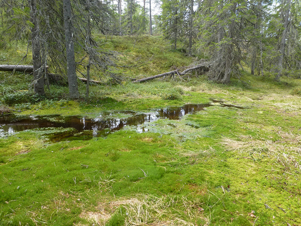 Litt vått etter regnet dagen før