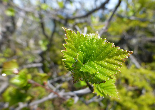 Så langt var bjørka kommet på toppen. Vi opplevde alle stadier på turen fra knopp til fullt utviklet blad