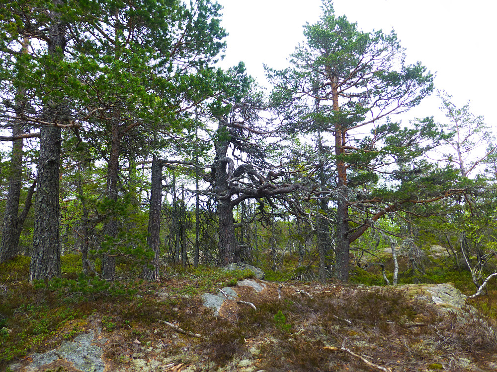 Fint på ryggen bort til toppen. Glissen furuskog med sva og lyng