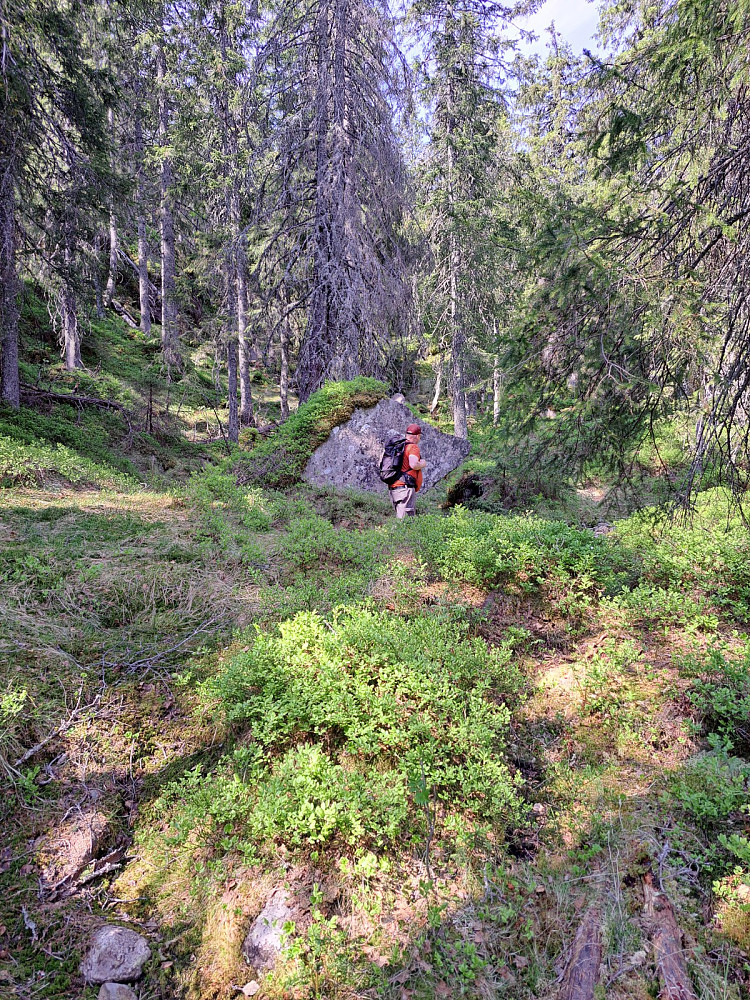 På tur opp lia i gammelskogen