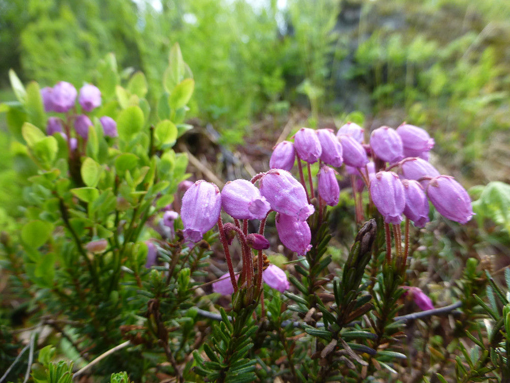 Blålyngen blomstret