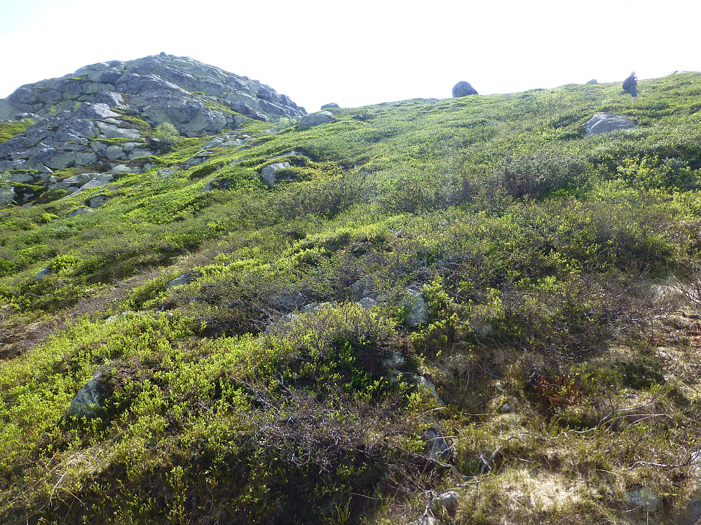Lyngbakken før toppen. Noen som ser fjellgeita?