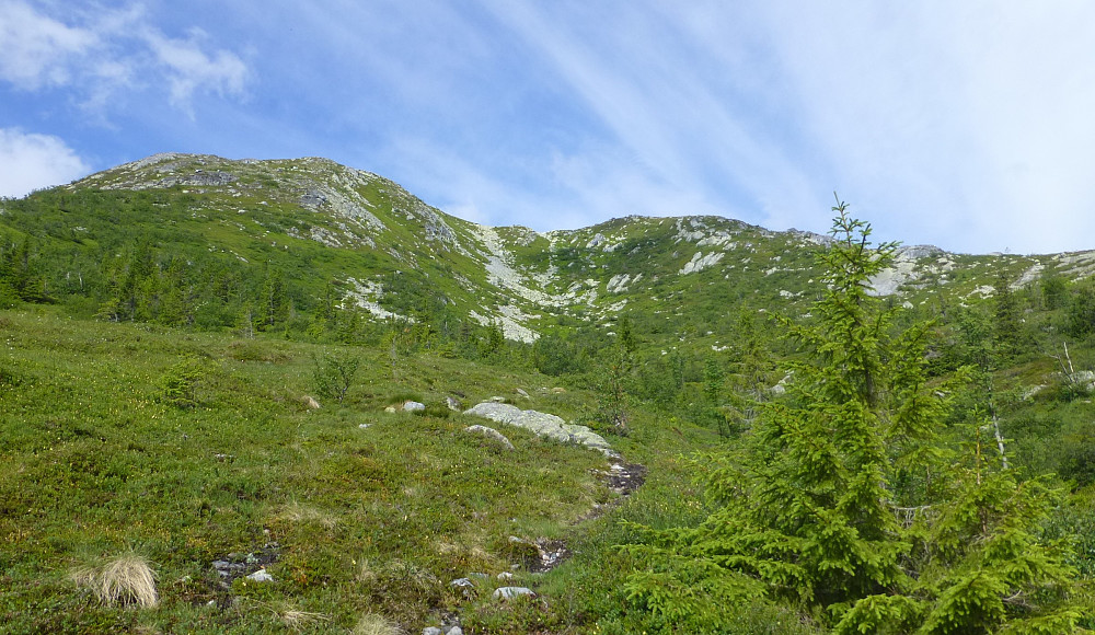 Vi kommer oss over skoggrensa, første målet for turen, Slåkanuten ligger framfor oss. Stien går mot høyre og opp på ryggen som vi følger opp mot toppen.