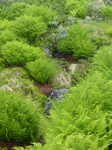 Fjellburkne i full "blomst"