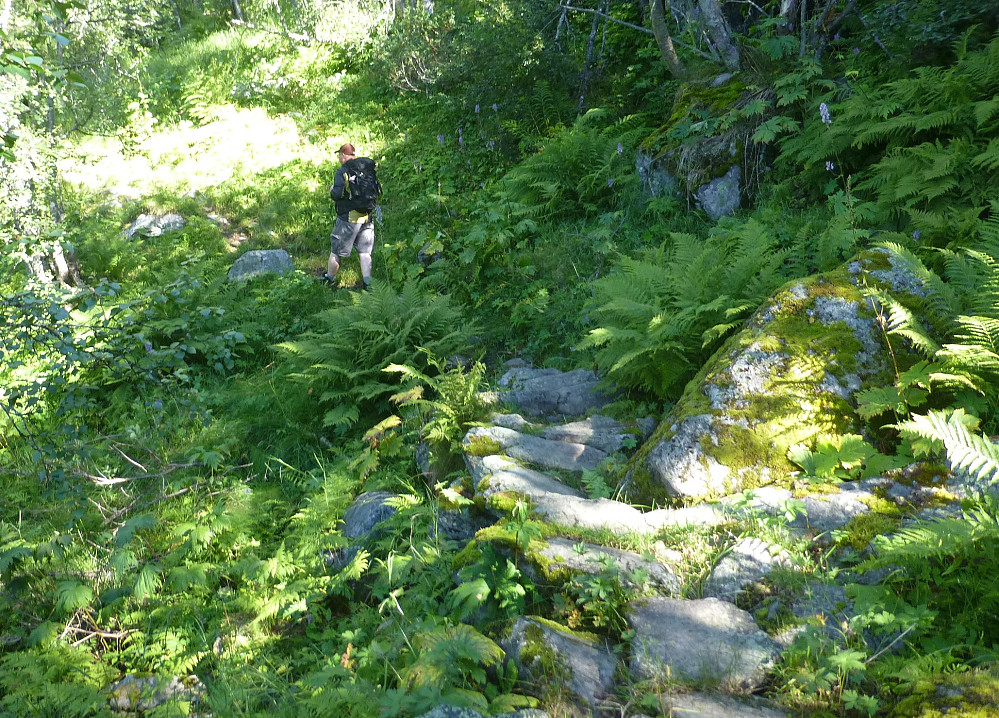 Fin sti i frodig natur