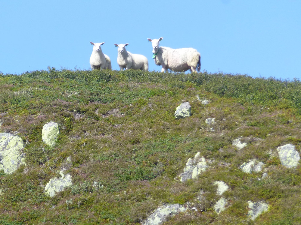 Sommergjestene 