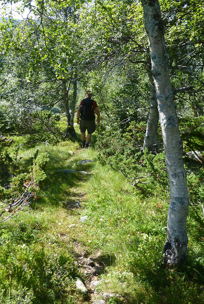 Frodig i skogen