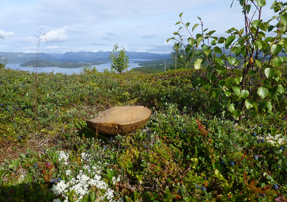 Sopp med utsikt. Mye av disse digre soppen