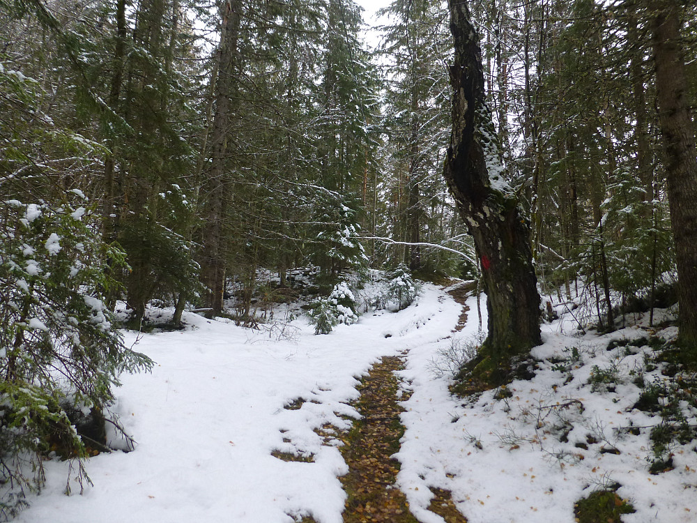 Merket sti gjennom skogen