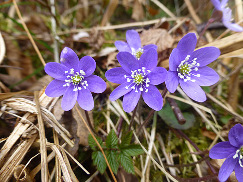 Blåveis