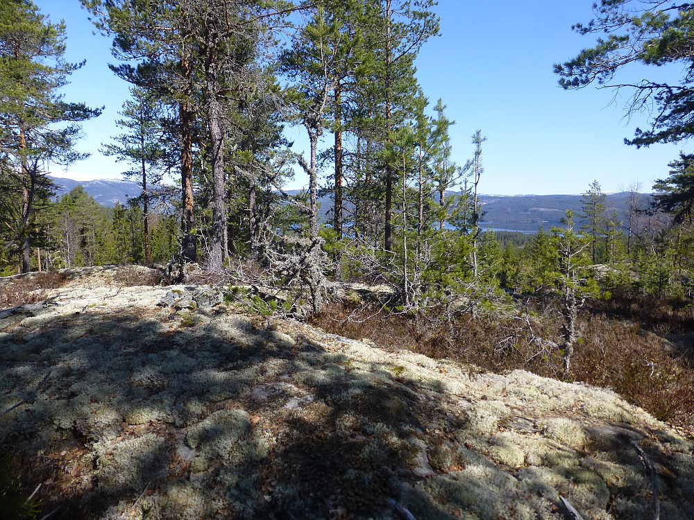 Toppområdet