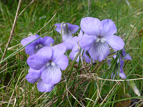 Skogfiol