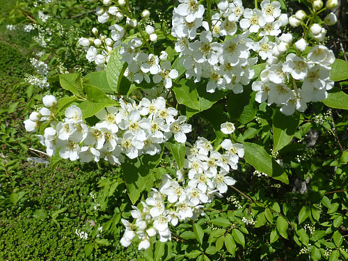 Hegg