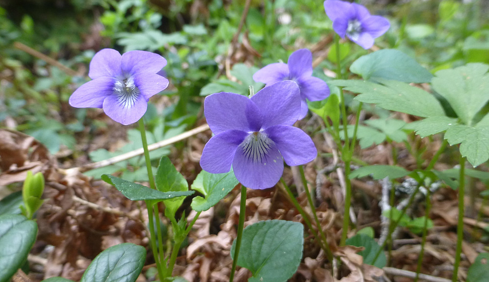 Skogfiol