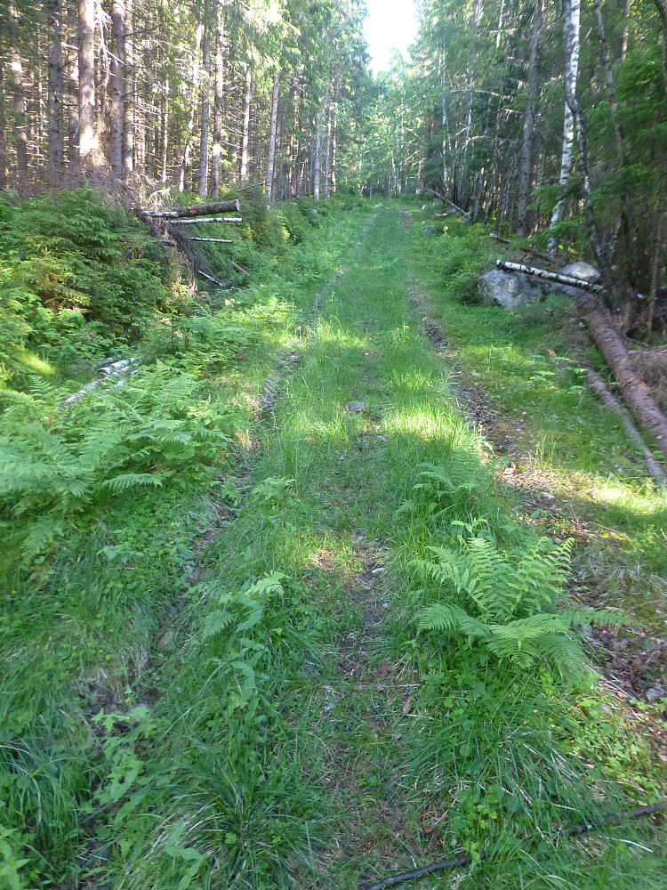 Traktorvegen oppover, frodig og god å gå på.