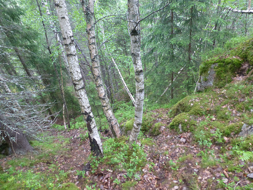 Bratt nok her, men greit å holde seg i trea