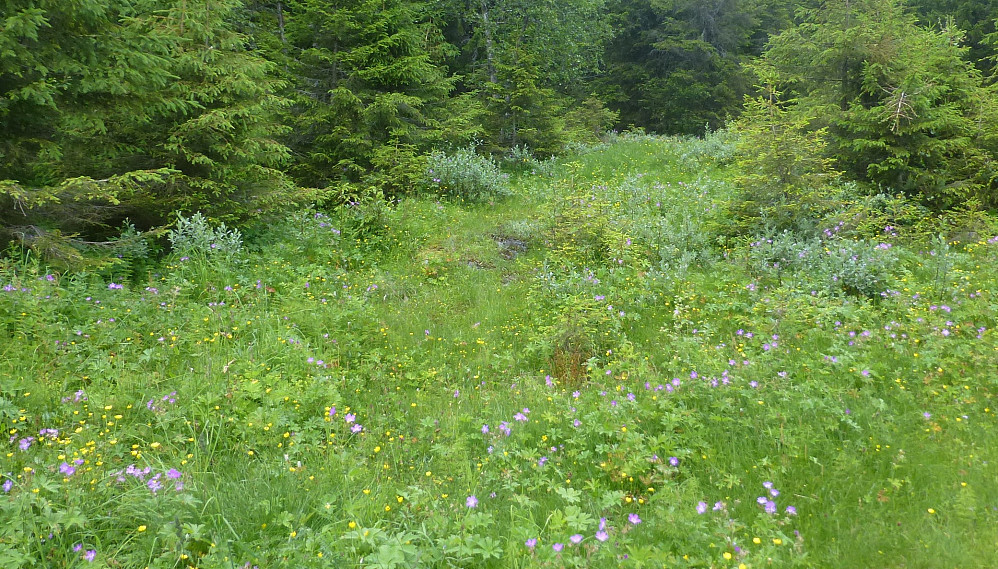 Blomsterenga i starten