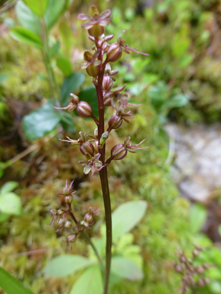 Småtveblad i blomst