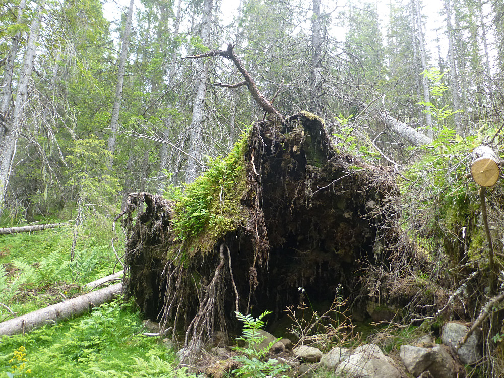 Mange troll i skogen her.