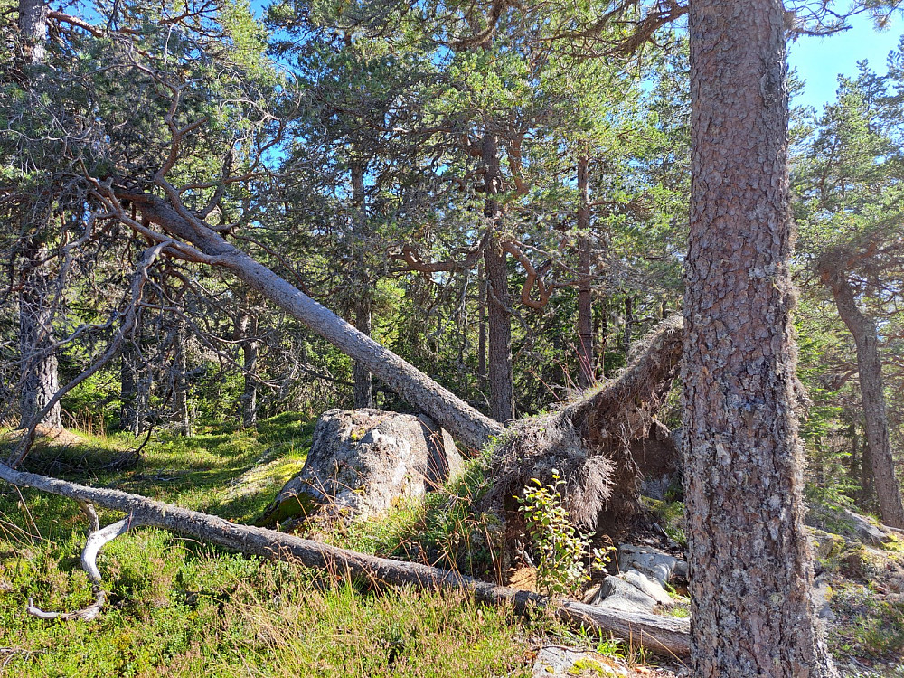Toppsteinen med ei furu over seg