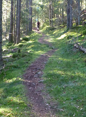 Traktorvegen oppover i skogen