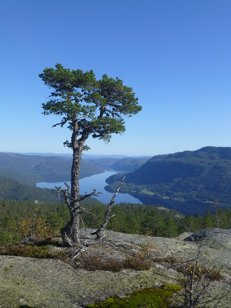 Mange værbitte furuer